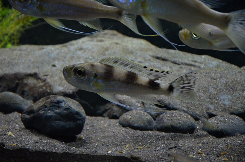 Haplotaxodon trifasciatus 'Burundi'